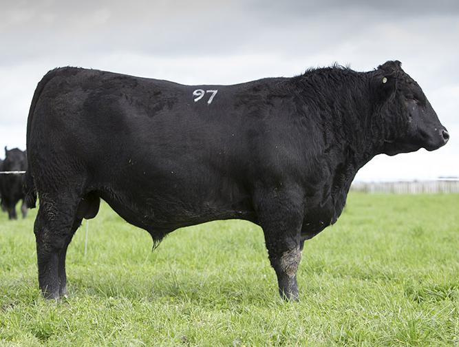THE CREAM OF THE ANGUS BULL CROP