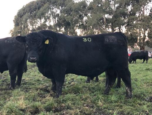 BULL SALES TOP $1M FOR TWO ANGUSPURE PARTNER STUDS