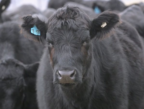 Angus Pure EVER WONDERED WHERE ANGUSPURE SPECIAL RESERVE BEEF IS GROWN? – AngusPure NZ