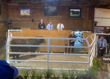 SUDELEY ANGUS BULL SELLS FOR $60,000