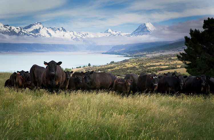 Angus Pure Welcome to AngusPure | AngusPure – AngusPure NZ