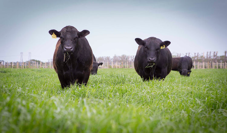 Angus Pure Welcome to AngusPure | AngusPure – AngusPure NZ
